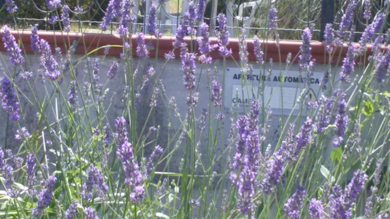 Amor Di Lavanda Cingoli Zimmer foto